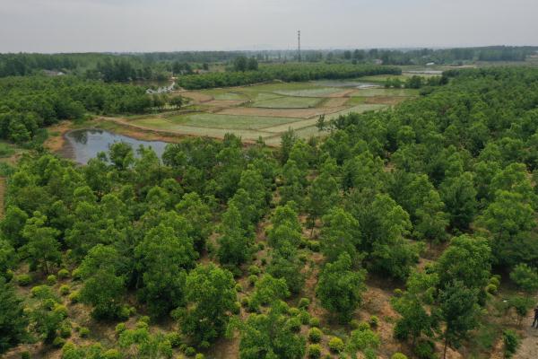 全椒縣金潤園林公司薄殼山核桃基地.JPG