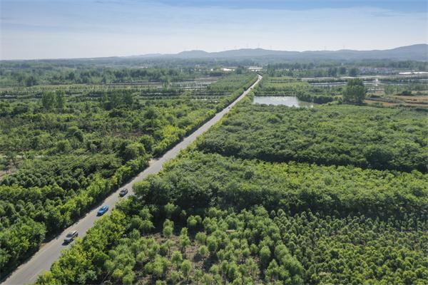 全椒縣綠興園公司薄殼山核桃基地 (2).JPG