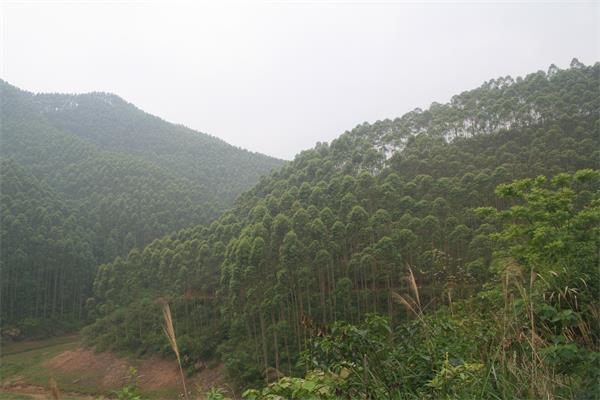 茂源林業(yè) 桉樹基地.JPG