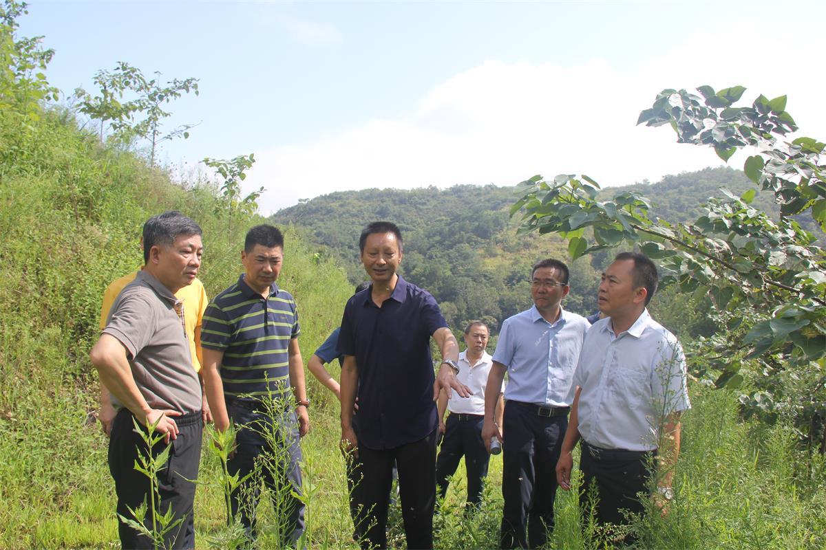 1　　中國林業產業聯合會常務副會長封加平（左一）率領考察組深入湖北省竹溪縣調研.jpg