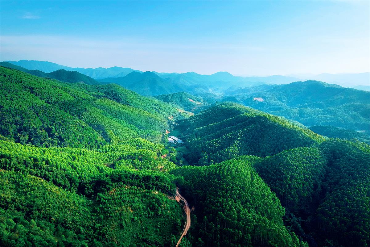 0　　黃冕林場(chǎng)國(guó)家儲(chǔ)備林基地.jpg