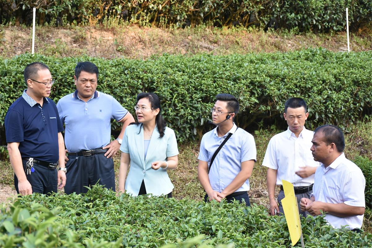 2　　廣西自治區(qū)林業(yè)局副局長(zhǎng)鄧建華（左三）調(diào)研林場(chǎng)茶業(yè)產(chǎn)業(yè)示范區(qū).jpg