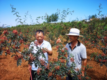 岳陽林紙打通產業扶貧主干道  精準接力助致富(1)674.jpg