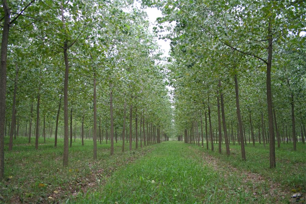 茂源林業(yè)的楊樹基地一景.jpg