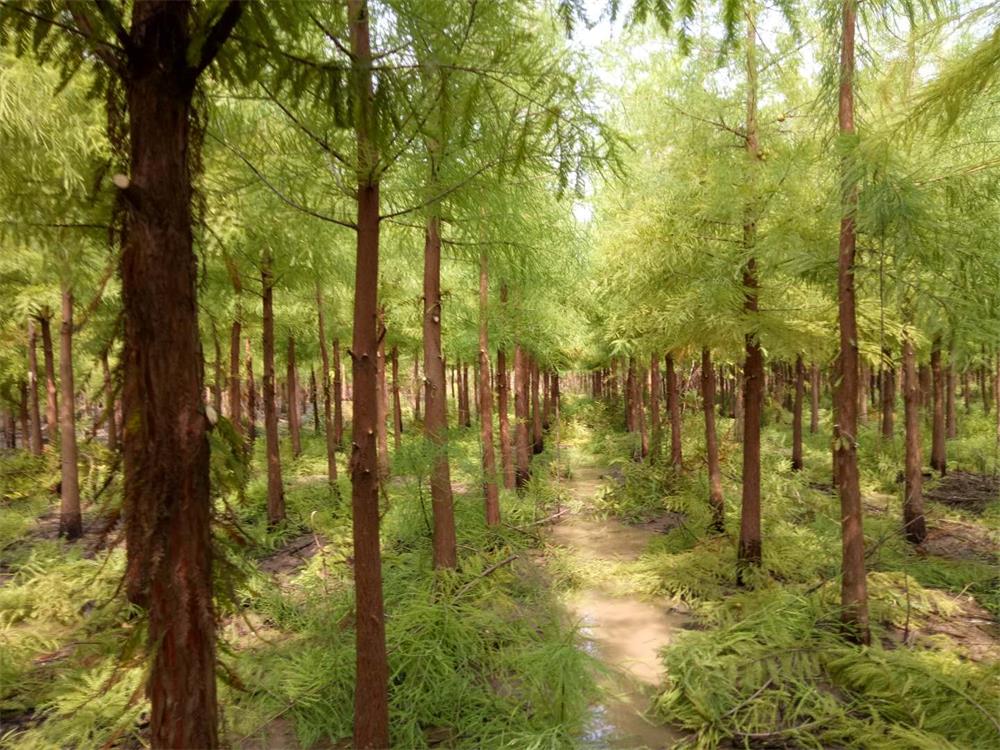 茂源林業(yè)的綠化苗木基地靚景.jpg