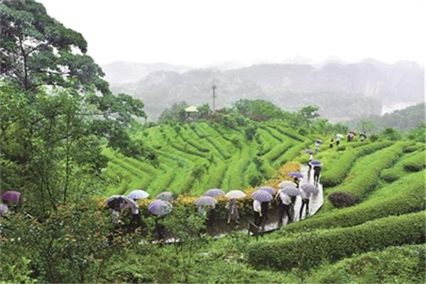 福建森林康養(yǎng)激發(fā)生態(tài)旅游新活力