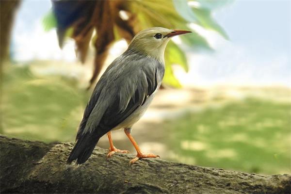 中國鳥種數量刷新，1491種！