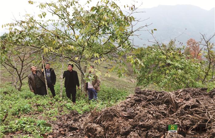 鳳山縣金牙鄉大平村張昌錫的“核桃經”