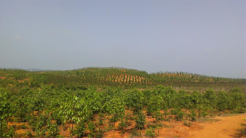 湖南茂源林業(yè)有限責(zé)任公司綠化苗木基地一角.jpg