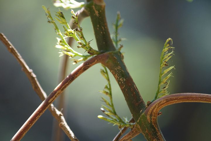 plants-1791307__480.jpg