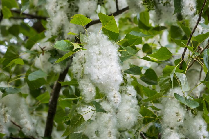 poplar-5155118__480.jpg