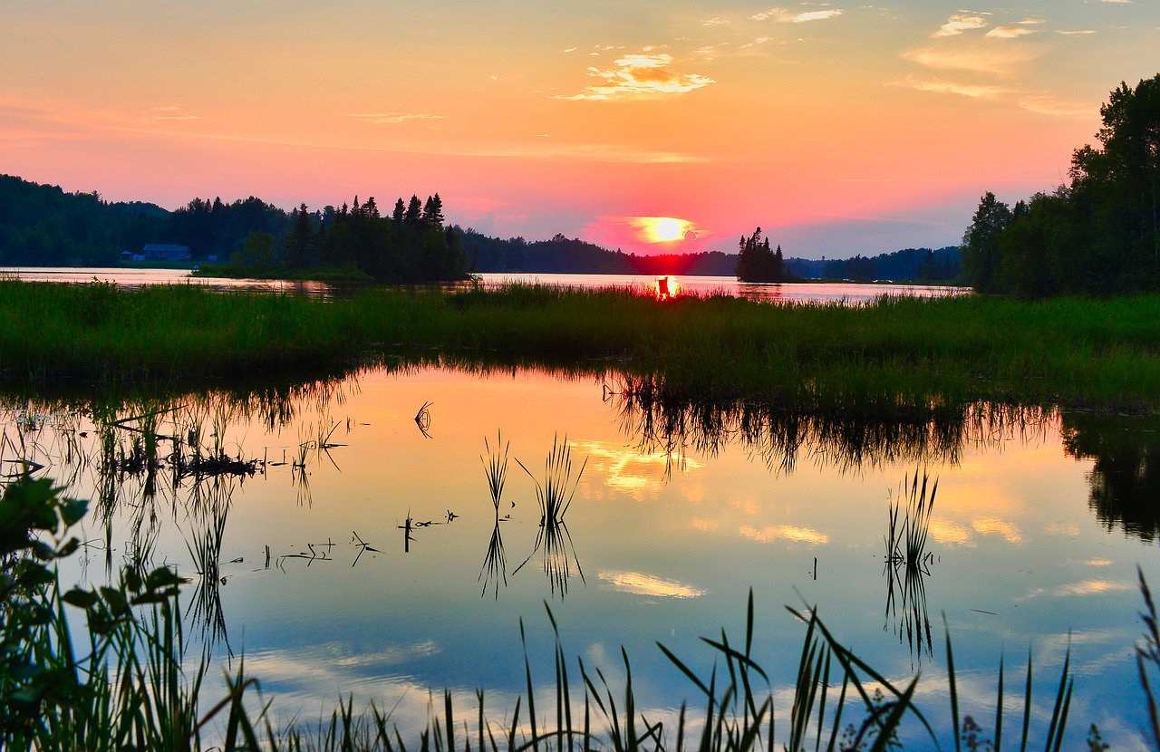 marsh-7697706_1280.jpg