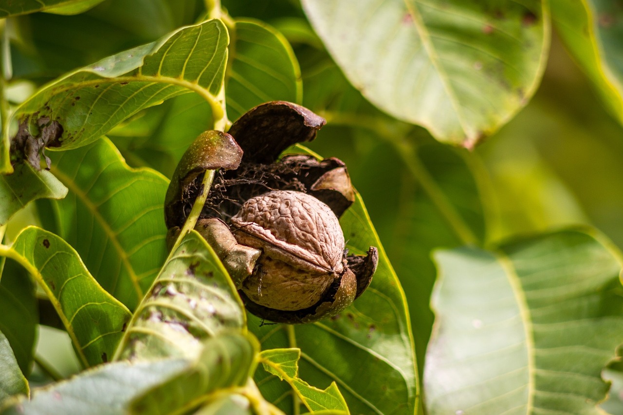 walnut-970451_1280.jpg