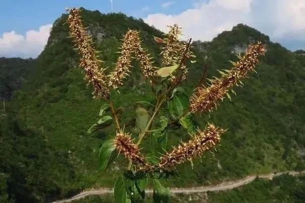 u=3665831270,656564295&fm=253&fmt=auto&app=120&f=JPEG.webp.jpg